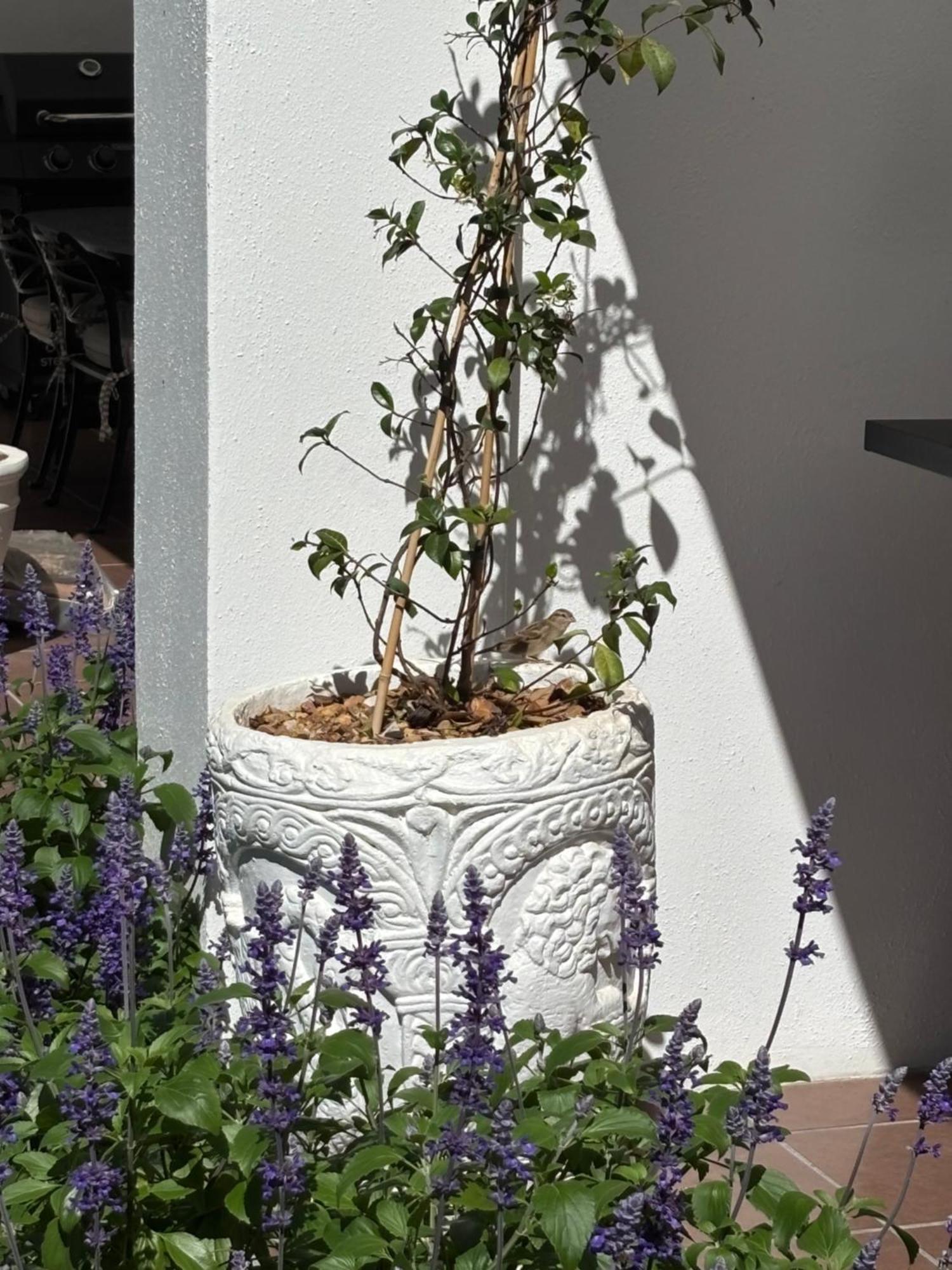 Nassau Guest Farm Hotel Stellenbosch Exterior photo